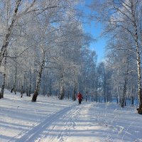 На лыжной тропе. :: Наталья Юрова