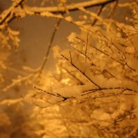 Веточки со снегом :: Лина Свиридова