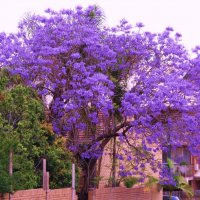 Жакара́нда (лат. Jacaránda) :: Антонина 