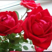 Розы любви :: Лидия (naum.lidiya)