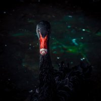 The Black Swan :: Александр Федотов