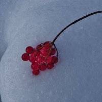 Рубиновые ягоды :: Святец Вячеслав 