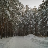 Зимний лес :: Александр Шамов