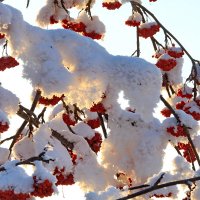 В ажурную шаль завернулась рябина... :: Галина 