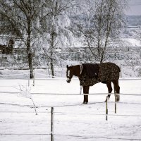 Зимний вечер(вариант) :: Aнна Зарубина