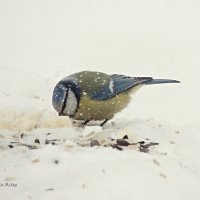 И позёмкою клубя, заметает зима заметает... :: Майкл 