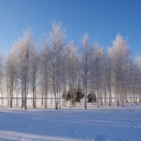 Берёзки в серебре :: Марина Сорокина