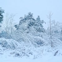 Зима :: Надежда Акушко 