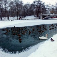 Озеро на замерзшем пруду...! :: Наталья 