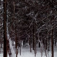 Лыжня в Ботаническом саду, январь 2016 г. :: Ермаков Александр 