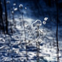 январь 2016_01 :: Владимир Стрекач 