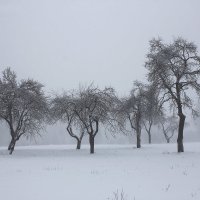 Зимний туман :: Виктор (victor-afinsky)