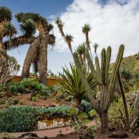 Spain 2015 Canary Gran Canaria Botanic g.1 :: Arturs Ancans