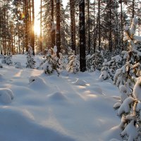 В зимнем лесу :: Валерий Толмачев