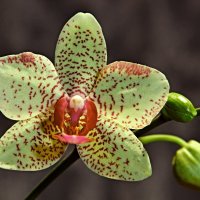 Орхидея :: yav 110455