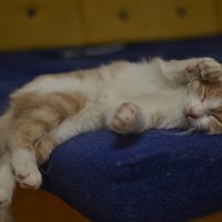 Портрет спящего котенка :: cfysx 