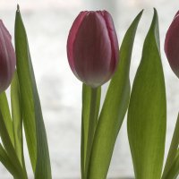 Тюльпаны......., скоро весна...... :) :: Kliwo 