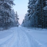 Зимний лес :: Алена Сизова