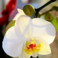 Орхидея :: Ольга Чирятникова