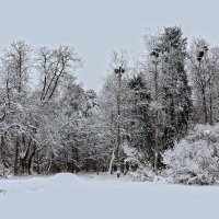 Белым сном деревья спят :: Наталья Кузнецова