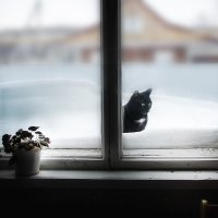 Кошка за окошком :: Константин Филякин