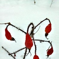 Шиповник в снегу :: Валерий Зонов