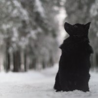 Schipperke Vegas Zvezdny Volk :: Elissaveta 