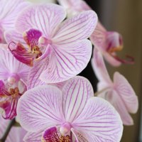 нежная орхидея :: Tatyana Zholobova
