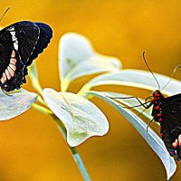 Бабочки. :: оля san-alondra