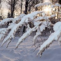 Зима :: Ирина Пыхачева