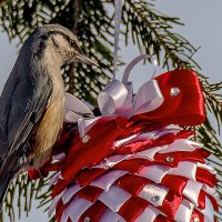 Новогодние мотивы ! :: Евгений Ананевский