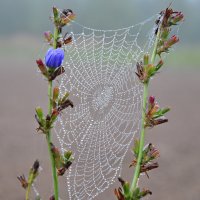 После дождя... :: Владимир Щеглов