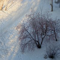 Вид сверху . Рябина в инее . :: Мила Бовкун