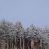 Зима :: Алексей Афанасьев