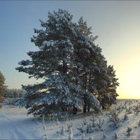 Зимний пейзаж №5 :: Алексей Макшаков