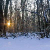 Зимнее солнце в лесу :: Юрий Стародубцев