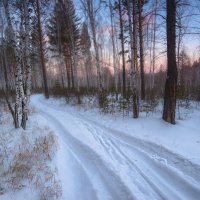 Февральское утро в лесу :: Сергей Брагин