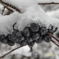 Зимние ягоды :: Valeriy Piterskiy