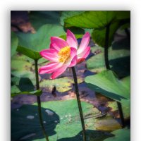 Лотос oрехоносный (Nelumbo nucifera :: Игорь Сарапулов