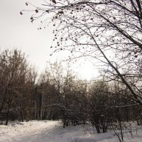 Зима :: Екатерина Маринина