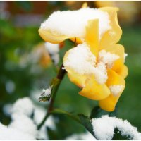 Цветы и снег . :: Игорь Абламейко