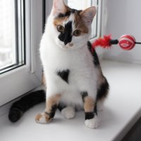 Кошка Марта :: Людмила Монахова