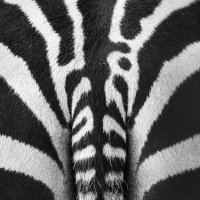 Олег Жилин - zebra :: Фотоконкурс Epson