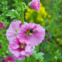 Пчела и цветок :: Наталья Копылова