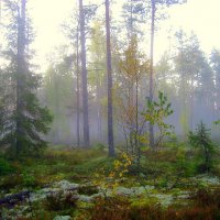 Утро в осеннем лесу :: Leonid Tabakov