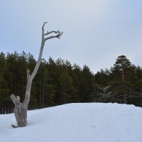 Дюны на Белом море. Город Северодвинск. :: Михаил Поскотинов