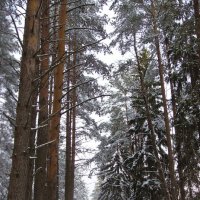 Прогулка в лесу. :: Валерий Стогов