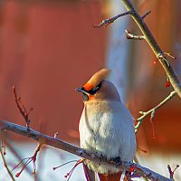 Свиристель :: Анатолий Иргл