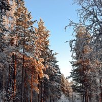 Лесными тропинками :: Ольга 