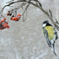 Метель. :: Hаталья Беклова